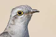 Pallid Cuckoo (Cacomantis pallidus)